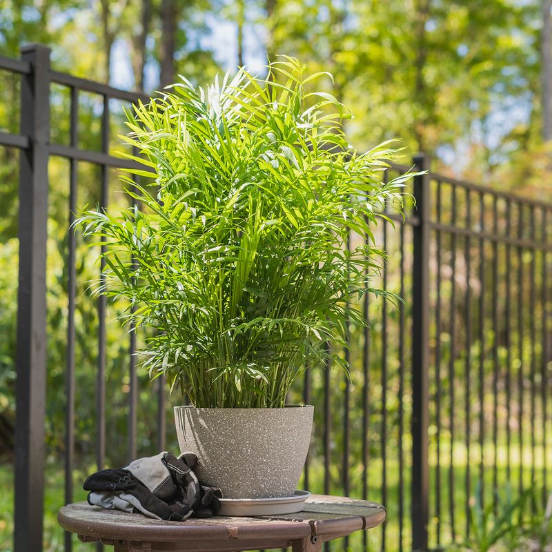Parlor Palm