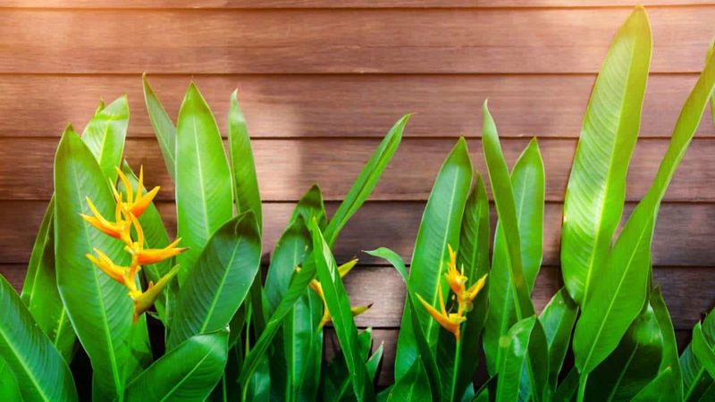 Bird of Paradise