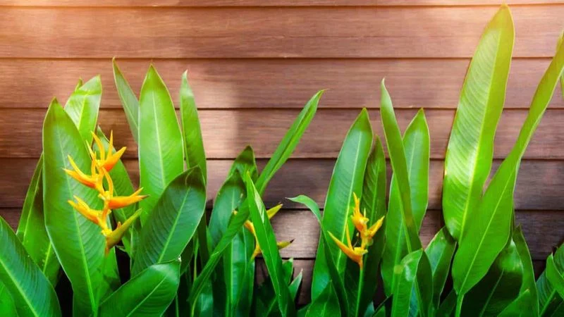 Bird of Paradise