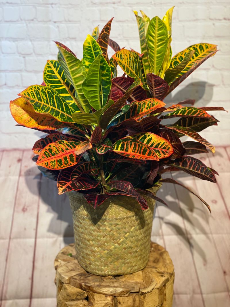 Croton