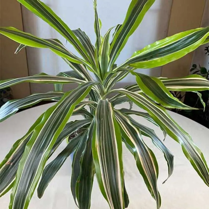 Dracaena