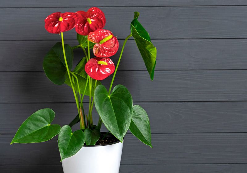 Anthurium