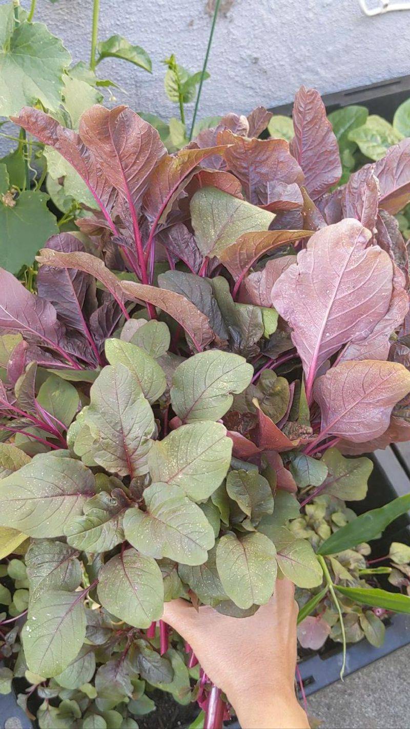 Amaranth Leaves