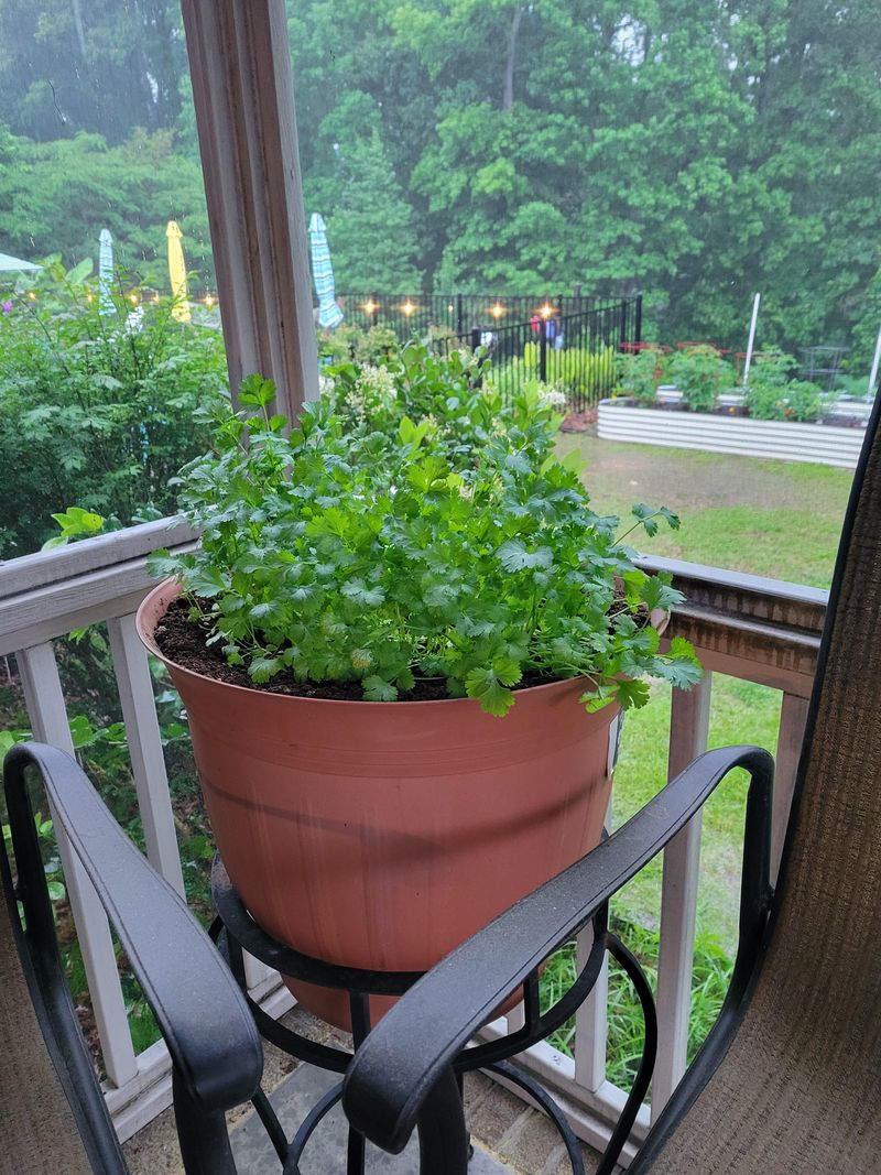 Cilantro