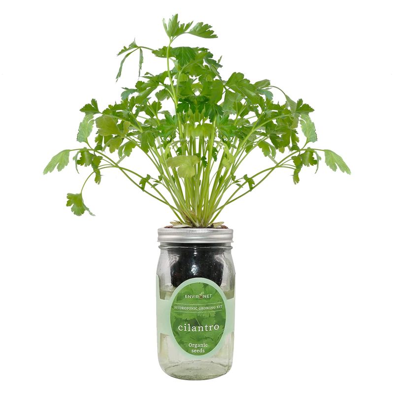 Cilantro