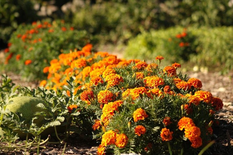 Marigold
