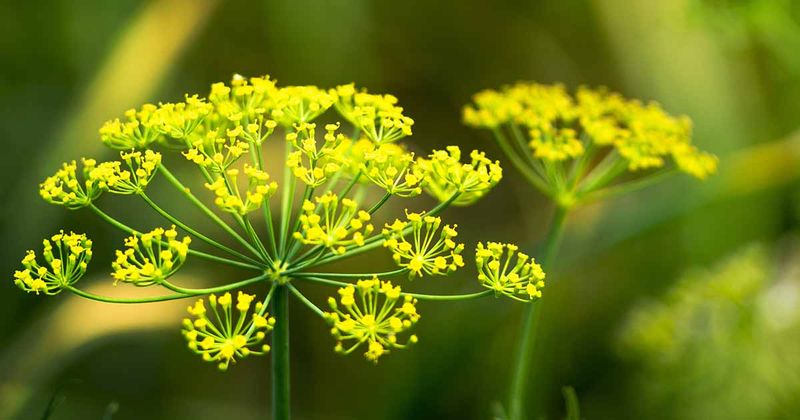 Dill