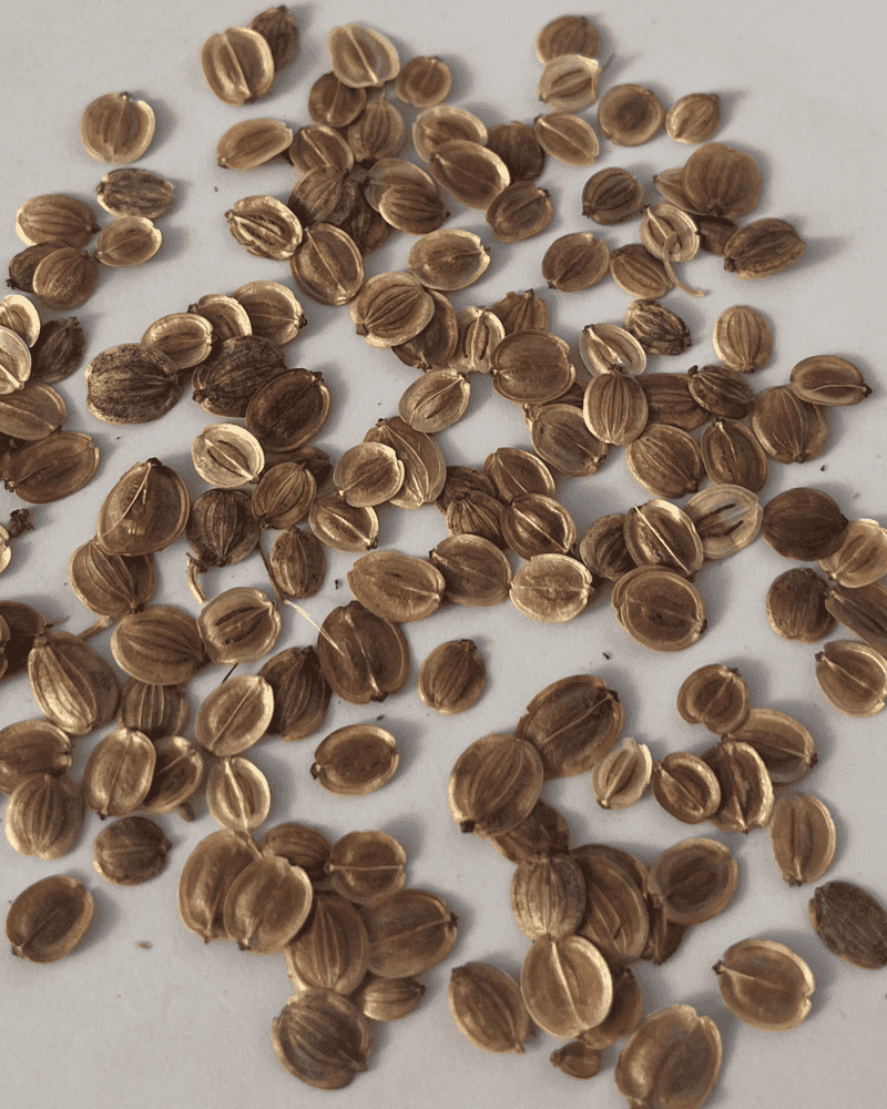 Parsnips
