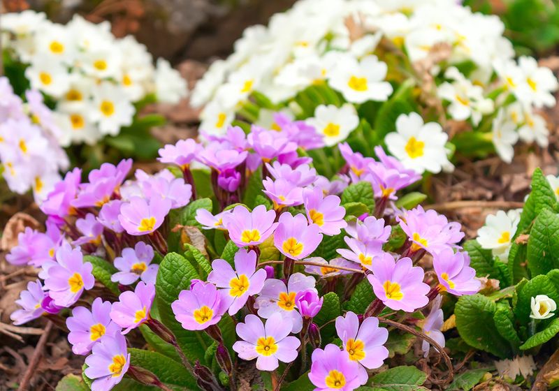 Primrose