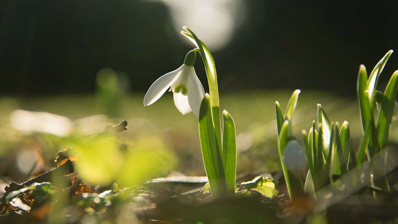 Snowdrops