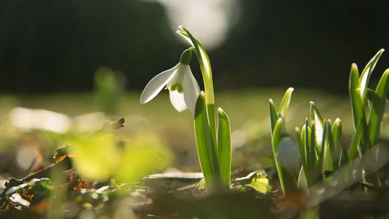 Snowdrops