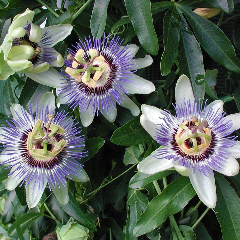 Passionflower and Honeysuckle