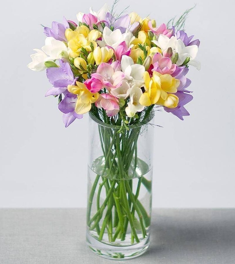 Freesia