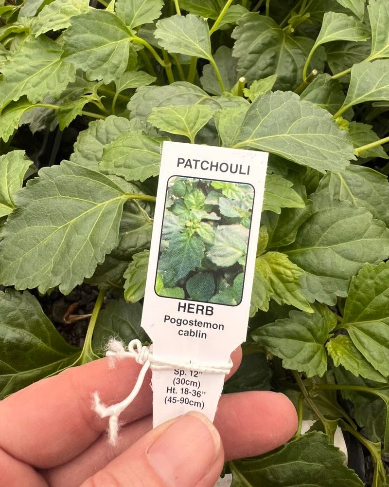 Patchouli