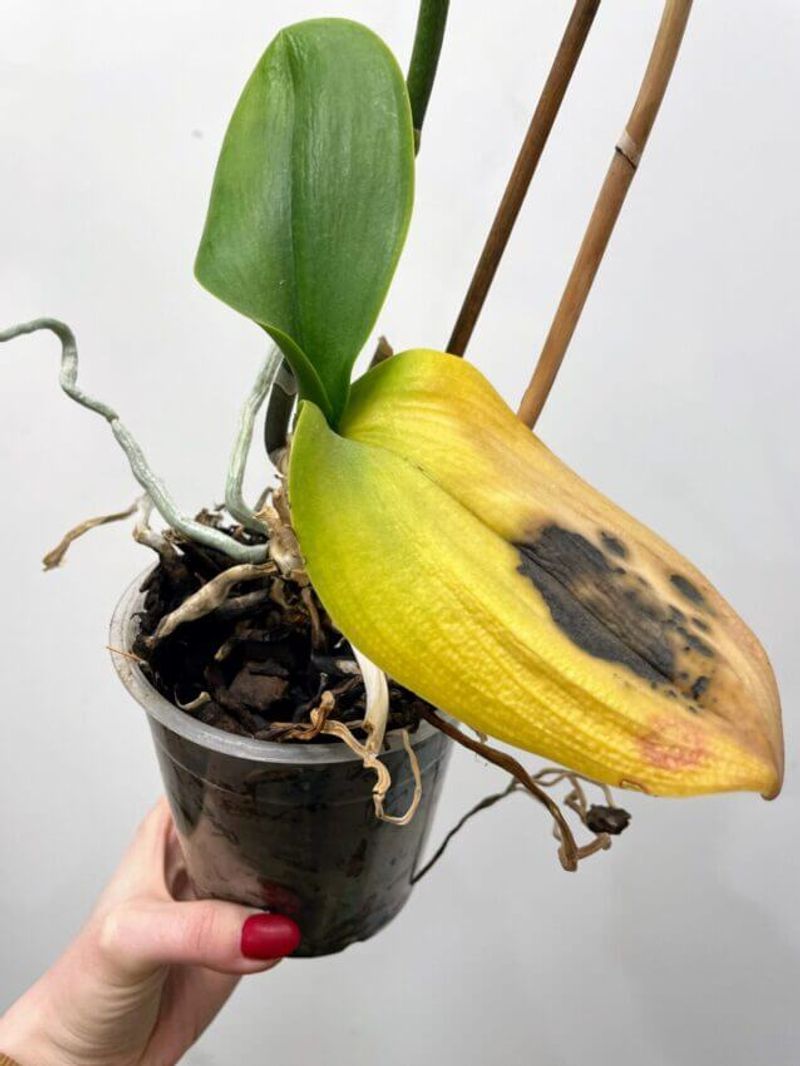 Overwatering Consequence