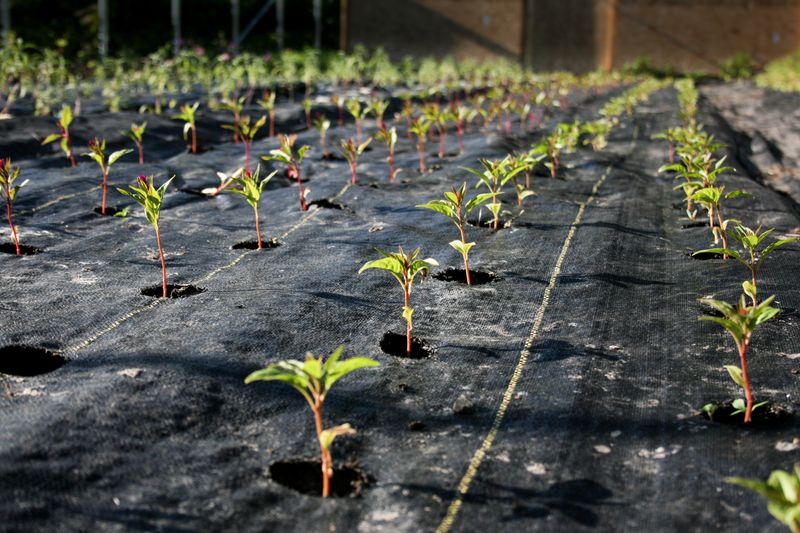 Pathway Weed Suppressor
