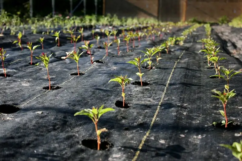 Pathway Weed Suppressor