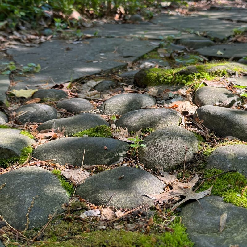 Pathways of Moss