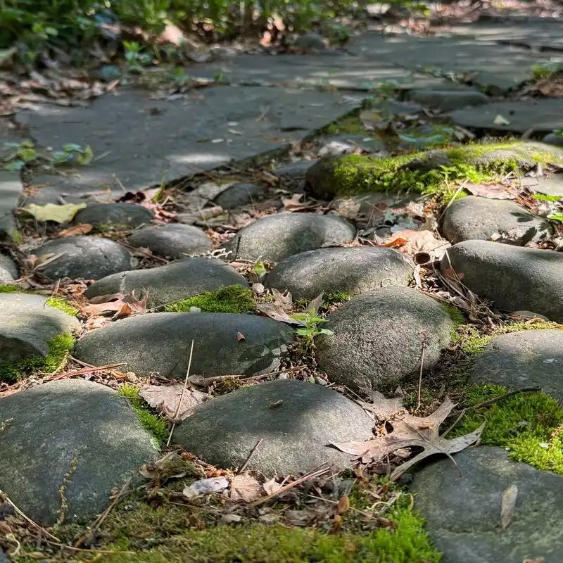 Pathways of Moss
