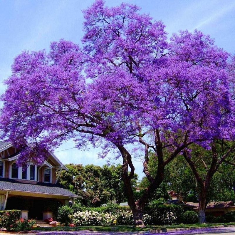 Paulownia Tree