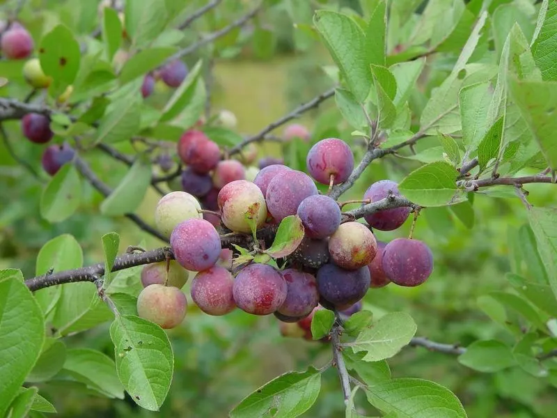 Beach Plum