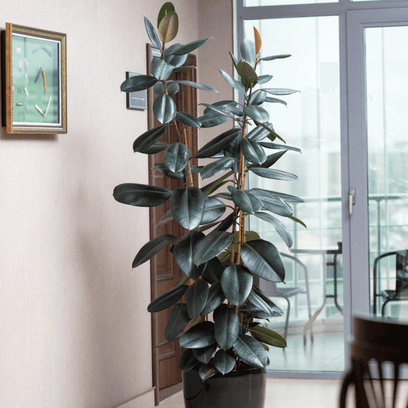 Rubber Plant