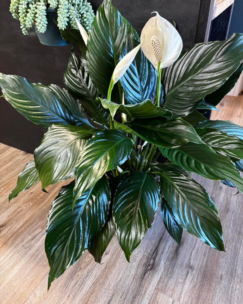 Peace Lily