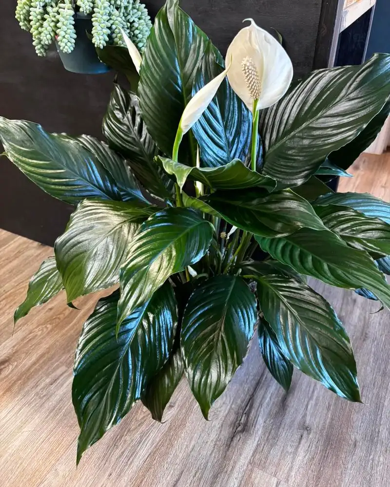 Peace Lily