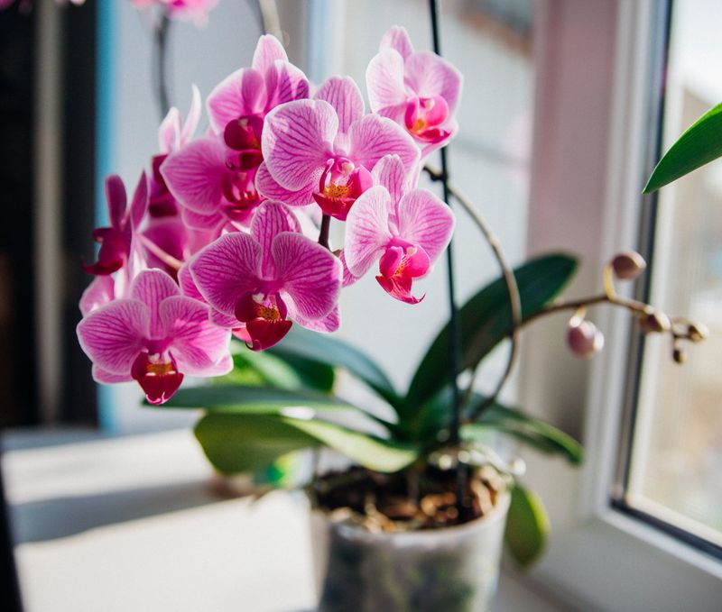 Orchids