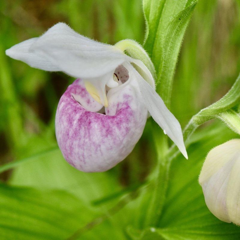Lady Slipper Orchid