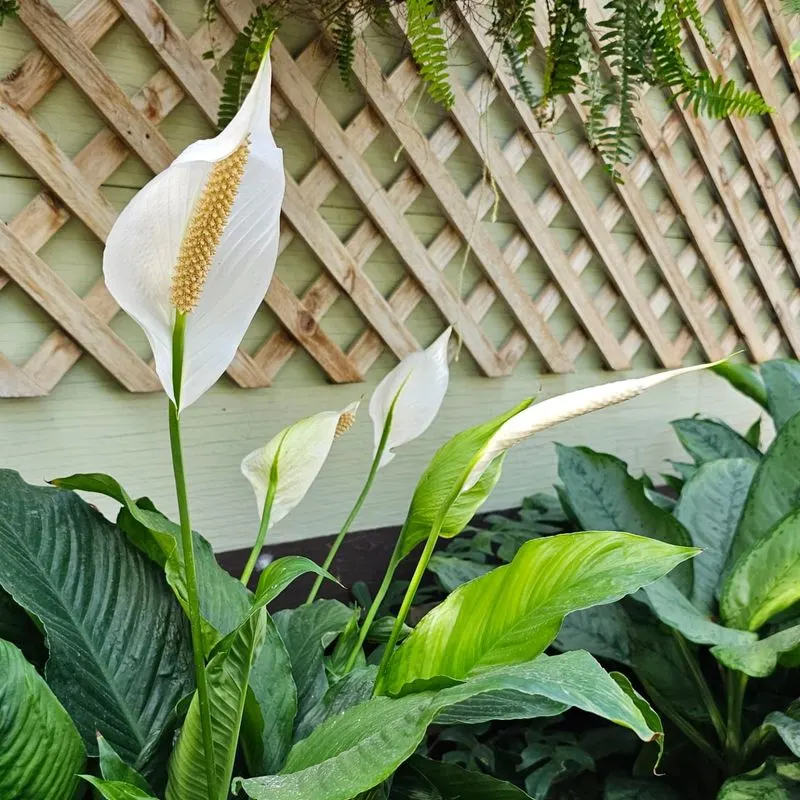Peace Lily