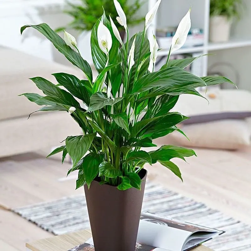 Peace Lily