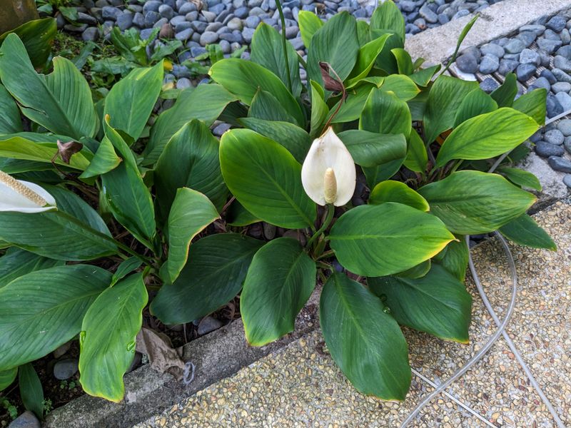 Peace Lily's Stress Indicators
