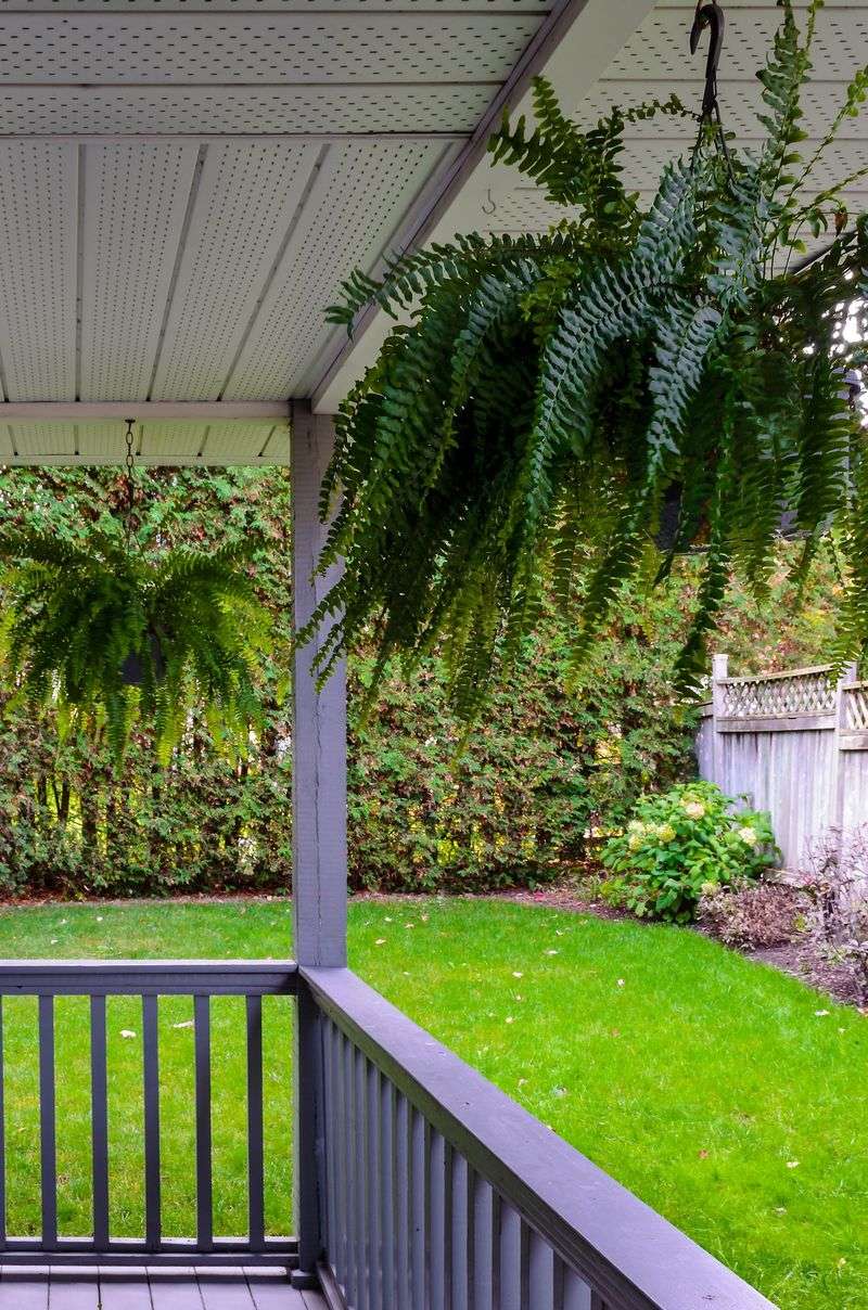 Boston Fern
