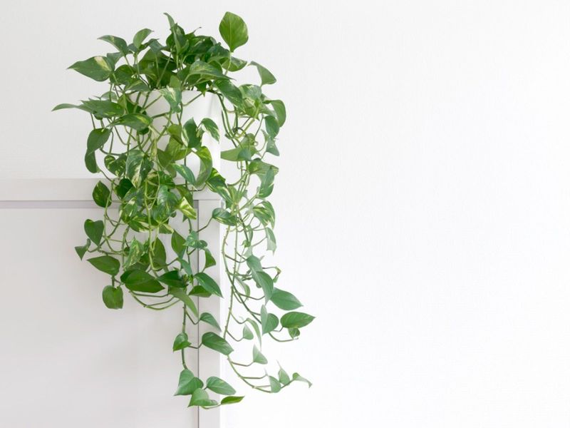 Pothos