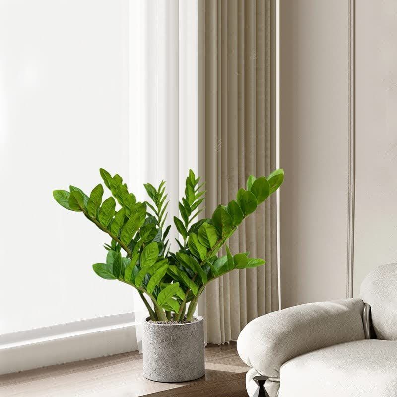ZZ Plant