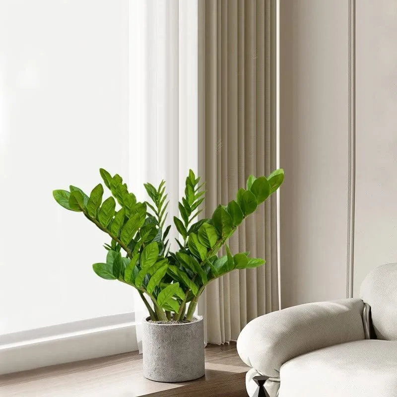 ZZ Plant