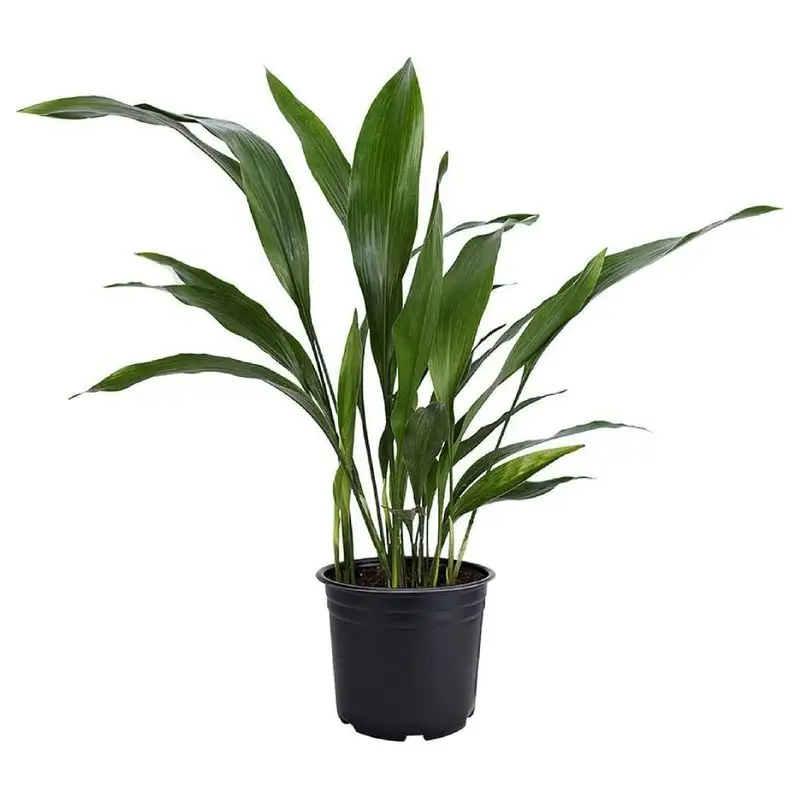 Cast Iron Plant