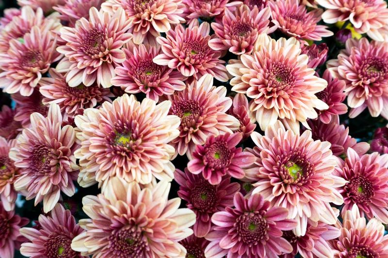 Chrysanthemum