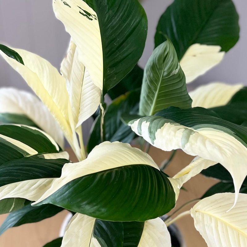 Peace Lily