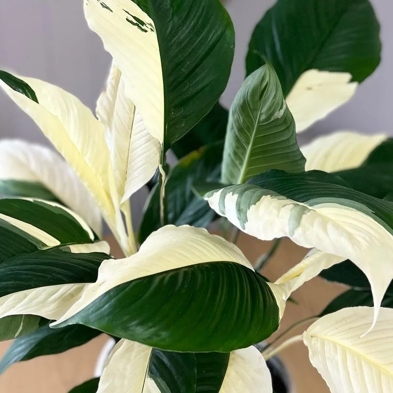 Peace Lily