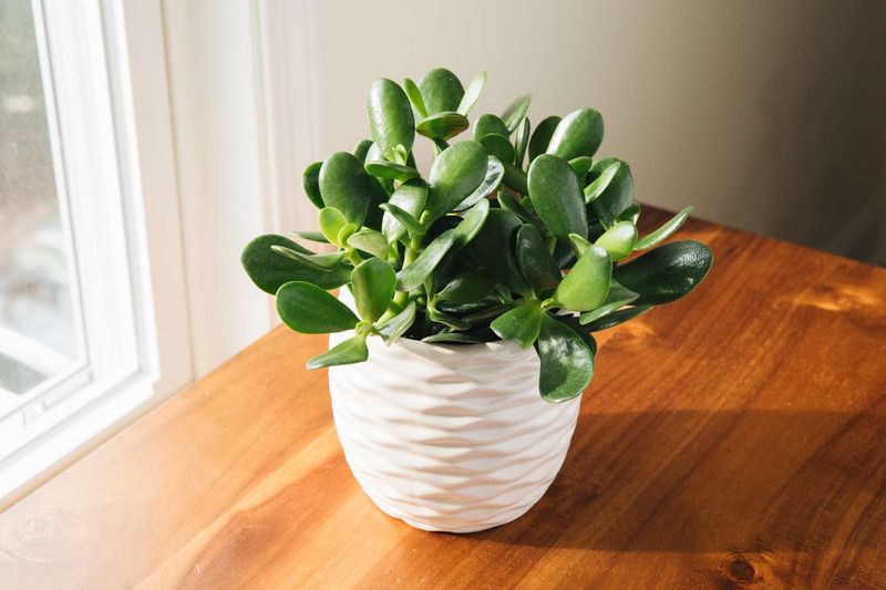 Jade Plant