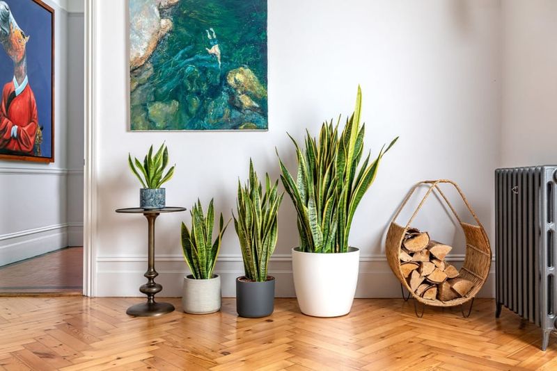 Snake Plant