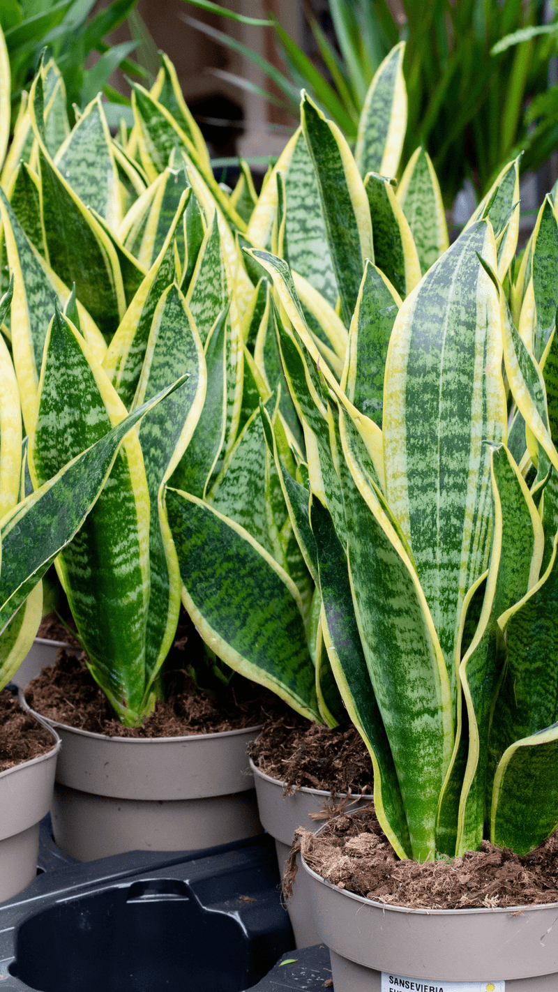 Snake Plant