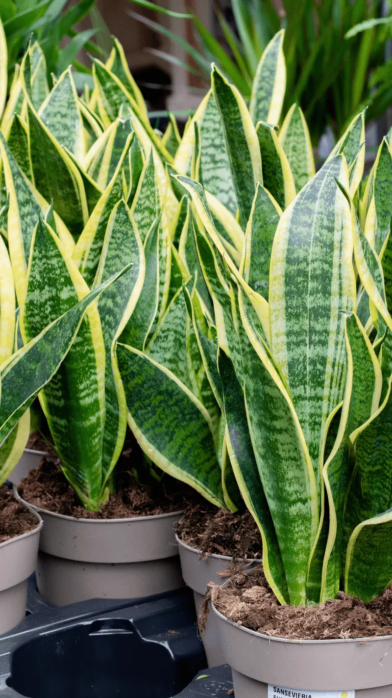 Snake Plant