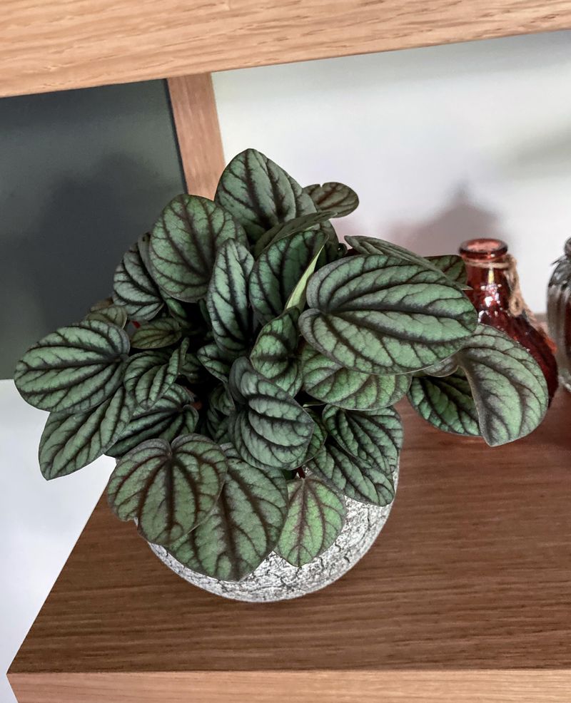 Peaceful Peperomia