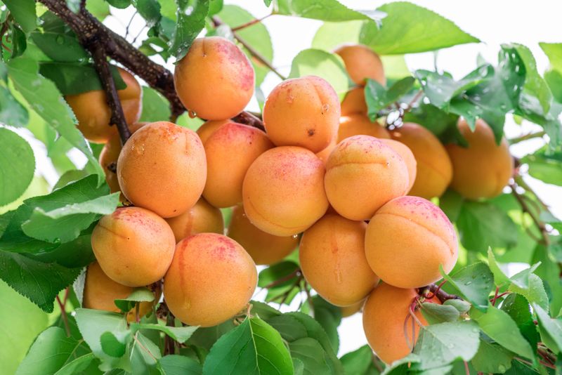 Apricot Tree
