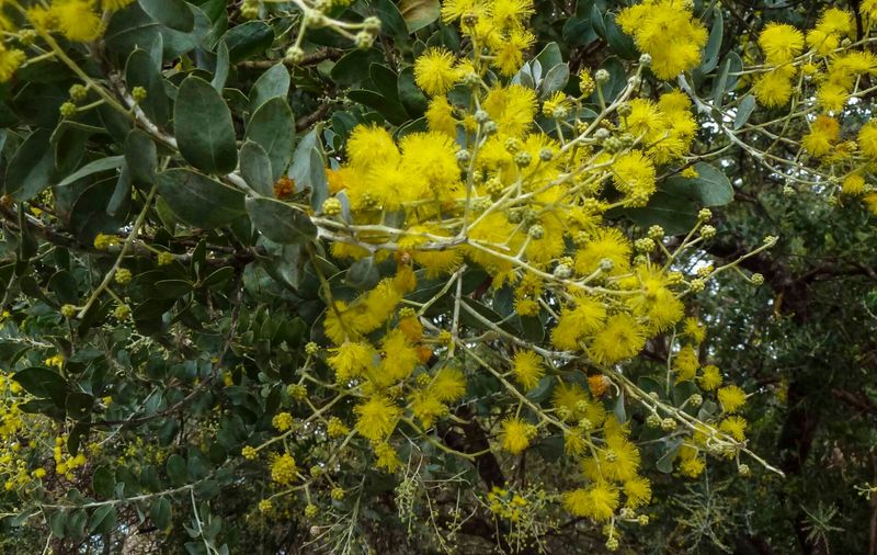 Pearl Acacia