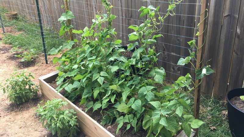 Green Beans