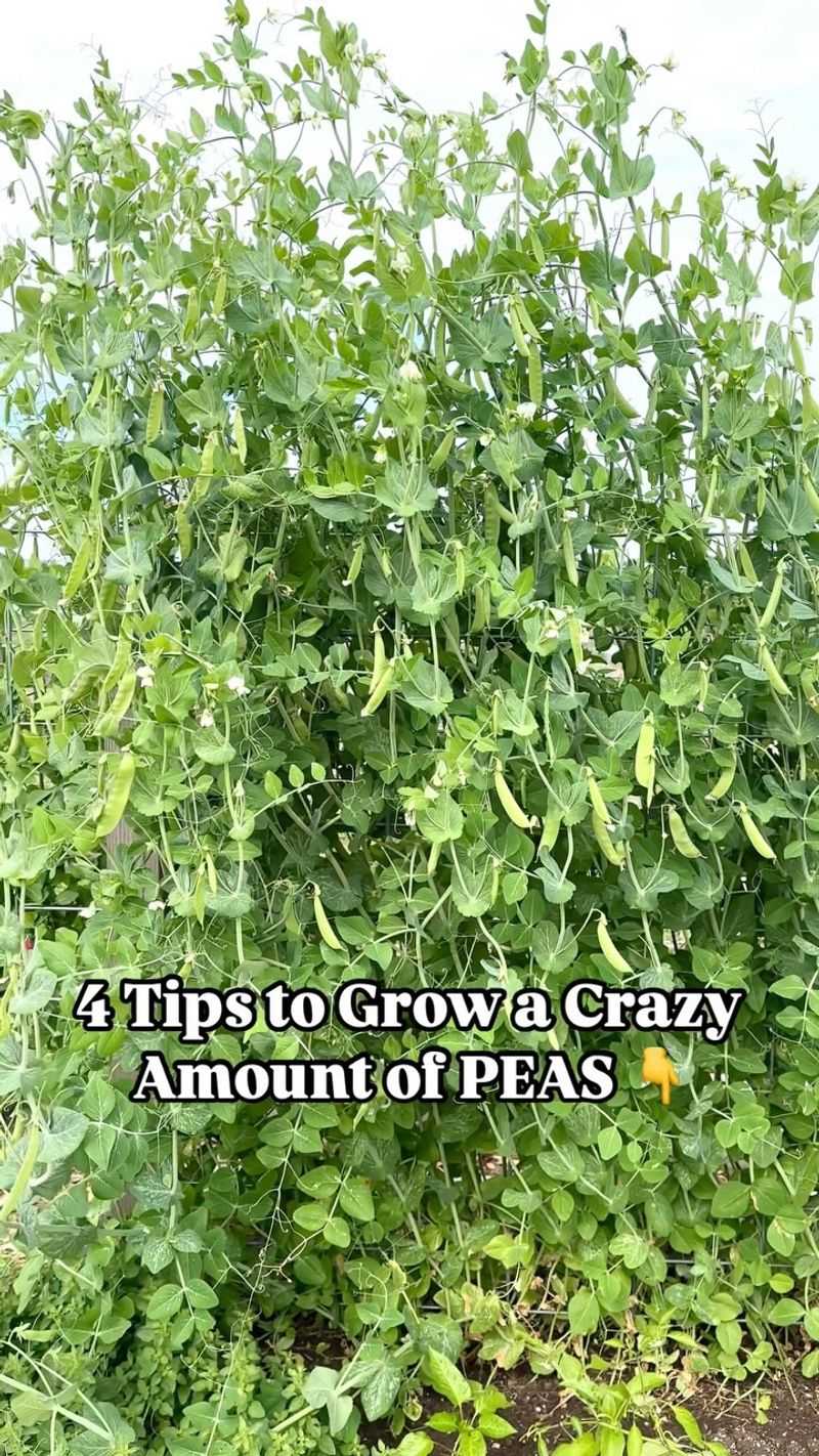 Peas